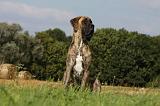DOGUE ALLEMAND 316